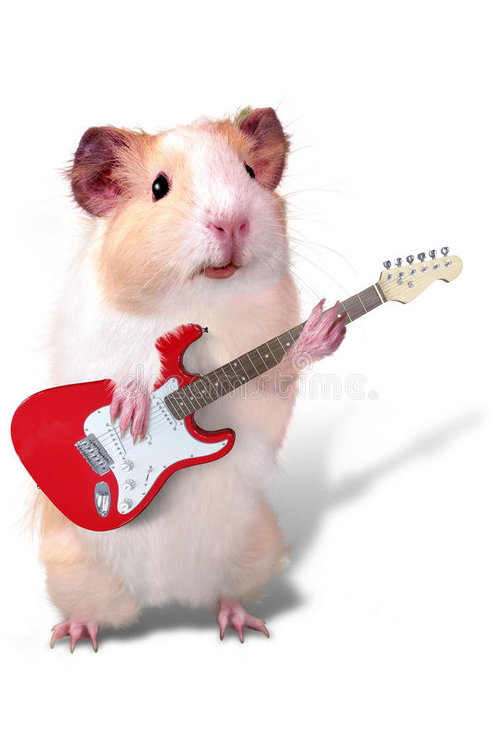 guinea pig with guitar2.jpg