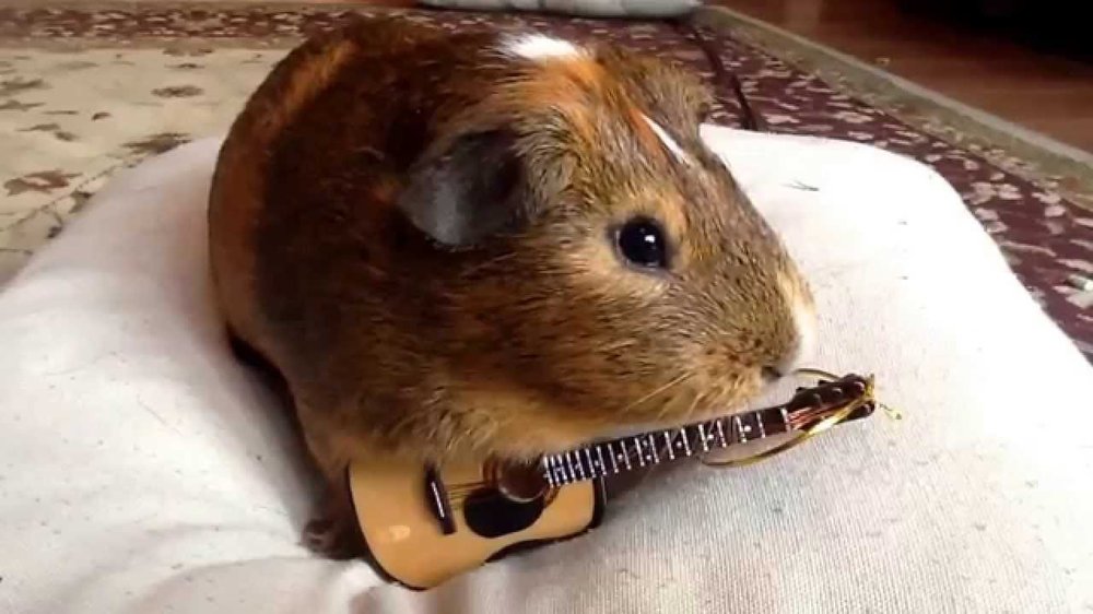 guinea pig with guitar.jpg