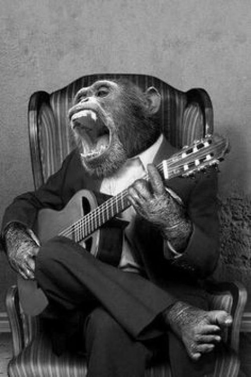 Guitar Chimp.jpg